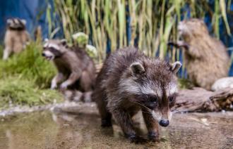 Waschbär in der Ausstellung „Biologische Invasionen"