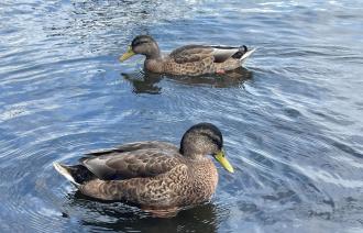 Enten schwimmen im Wasser