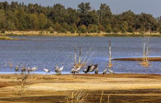 Kraniche in der Beesdauer Bucht