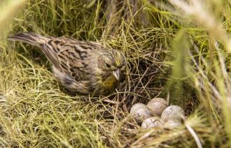 Der Vogel Goldammer mit braunen Federn sitzt in einem Nest neben fünf kleinen Eiern