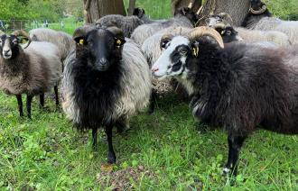 Schafe weiden im Schlosspark Marquardt.