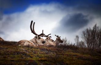 Sonderausstellung Tiere im Polarlicht