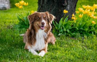 Hundehaltung in Potsdam