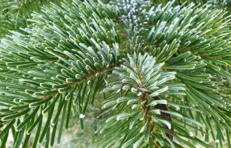 Nahaufnahme eines sattgrünen Tannenzweigs.