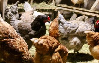 Mehrere Hühner im Stall