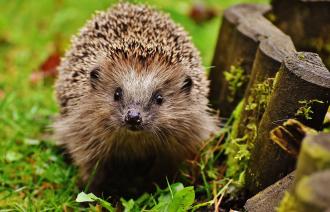 Ein Igel im Garten.