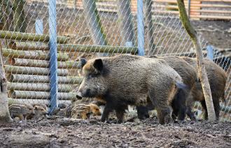 Wildschweine in der Stadt