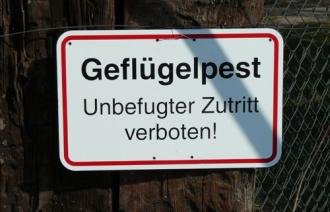 Geflügelpest