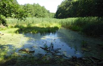 Düstere Teiche.