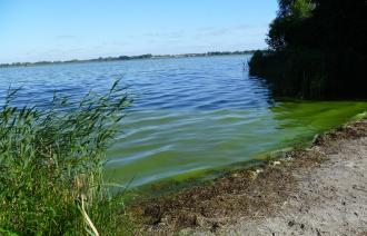 Blaualgen im Fahrländer See im Jahr 2022