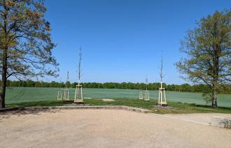 Baumpflanzungen,