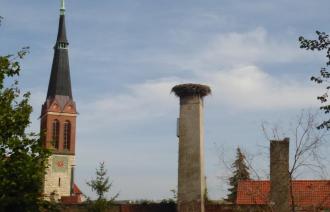 Der Storchenhorst in Bornim wird abgerissen und durch einen neuen Horst ersetzt,