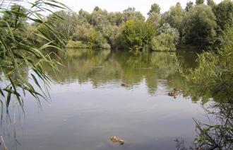 Aradosee
