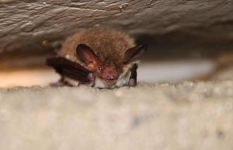 Fledermaus