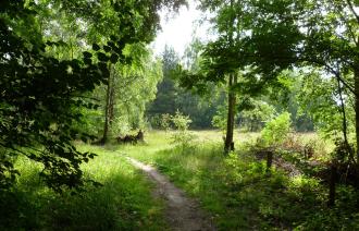 Parforceheide (© Landeshauptstadt Potsdam)