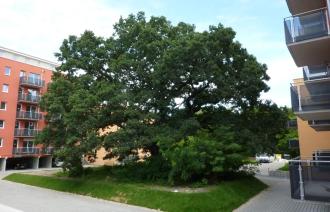 Naturdenkmal Nr. 36 Stiel-Eiche an der Babelsberger Straße (© Heiko Wahl)