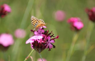 Schmetterling auf Wildblume,