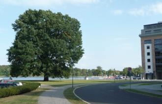 Prägender Baum in der Schiffbauergasse
