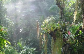 Blick in den Dschungel der Biosphäre