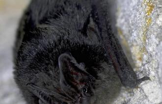 Mops-Fledermaus © blickwinkel,