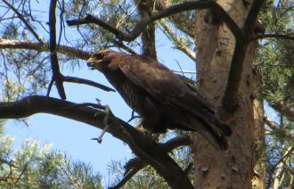 Mäusebussard, Foto: Günther Kehl, NABU Potsdam, Fachgruppe Ornithologie