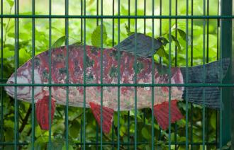 Fische (© Dirk Alexander Schermer)