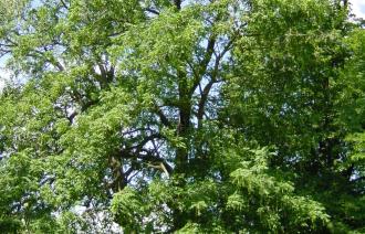 Naturdenkmal Nr. 23 Kaukasische Flügelnuß in der Nauener Vorstadt