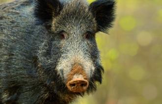 Wildschwein (© Landeshauptstadt Potsdam)