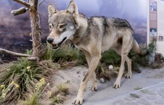 Grauwolf in der Freidarstellung