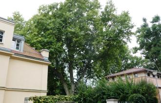Naturdenkmal Nr. 47 Ahornblättrige Platane in Klein Glienicke (© Heiko Wahl)