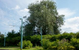 Naturdenkmal Nr. 58 Silber-Pappel in Babelsberg Süd (© Heiko Wahl)