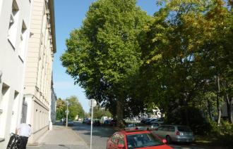 Naturdenkmal Nr. 33 Ahornblättrige Platane in der Straße Am Kanal (© Heiko Wahl)