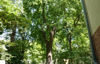 Naturdenkmal Nr. 24 Sommer-Linde in der Nauener Vorstadt (© Heiko Wahl)