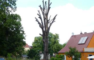 Naturdenkmal Nr. 6 Trauben-Eiche in Bornim (© Heiko Wahl)