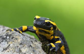 Der Feuersalamander ist das Höhlentier des Jahres 2023,