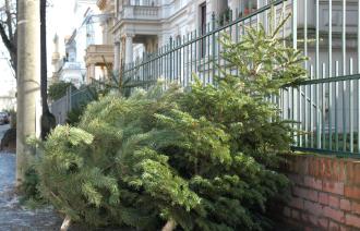 Weihnachtsbaumsammlung 