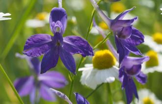 Foto: Axel Jahn, Lizenz: ©Loki Schmidt Stiftung