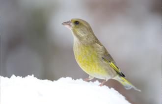 Foto: Frank Derer, Lizenz: Frank Derer