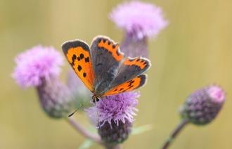 Foto: E. Hangmann, Lizenz: E. Hangmann