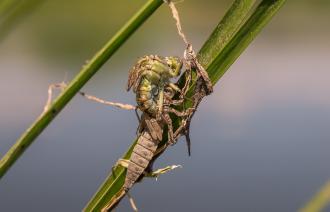 Foto: F. Petzold, Lizenz: F. Petzold