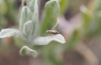 Foto: A. Kracht, Lizenz: A. Kracht