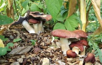 Foto: Sylvia Hutter , Lizenz: Sylvia Hutter 