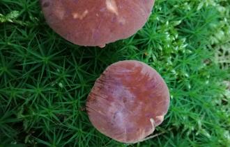 Foto: Sylvia Hutter, Lizenz: Sylvia Hutter