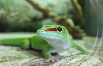 Foto: Biosphäre Potsdam, Anja Sadowski, Lizenz: Biosphäre Potsdam, Anja Sadowski