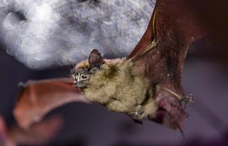 Die Breitflügelfledermaus fliegt bereits in der frühen Abenddämmerung aus, Foto: David Marschalsky, Lizenz: Naturkundemuseum Potsdam