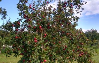 Foto: Museum Alexandrowka, Lizenz: Museum Alexandrowka