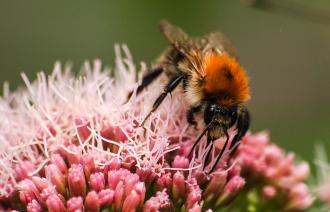 Foto: Kathy Büscher , Lizenz: NABU 