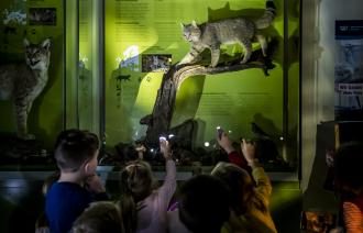 Kindergruppe hält Taschenlampen in der Hand und beleuchten damit ein Wildkatzen-Präparat in der Ausstellungsvitrine, Foto: D. Marschalsky, Lizenz: Naturkundemuseum Potsdam