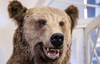 Braunbär-Präparat in der Nahaufnahme mit geöffnetem Mund und gut sichtbaren Zähnen., Foto: D. Marschalsky, Lizenz: Naturkundemuseum Potsdam