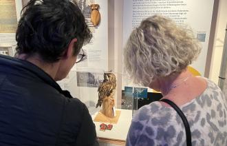 Zwei Besuchende stehen vor einer Vitrine und schauen sich das Präparat einer Waldohreule an., Foto: A. Vierling-La Ruffa, Lizenz: Naturkundemuseum Potsdam